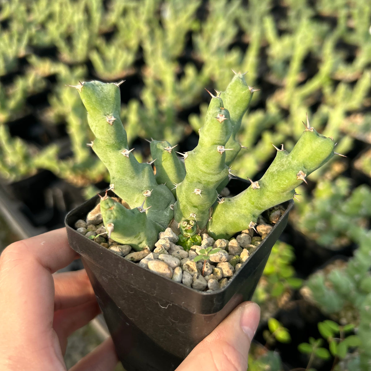 Euphorbia clivicola - BotanicalCollector