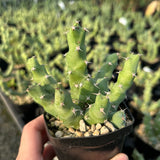 Euphorbia clivicola - BotanicalCollector