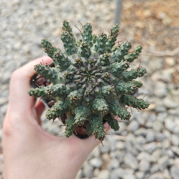 Euphorbia crassipes - BotanicalCollector