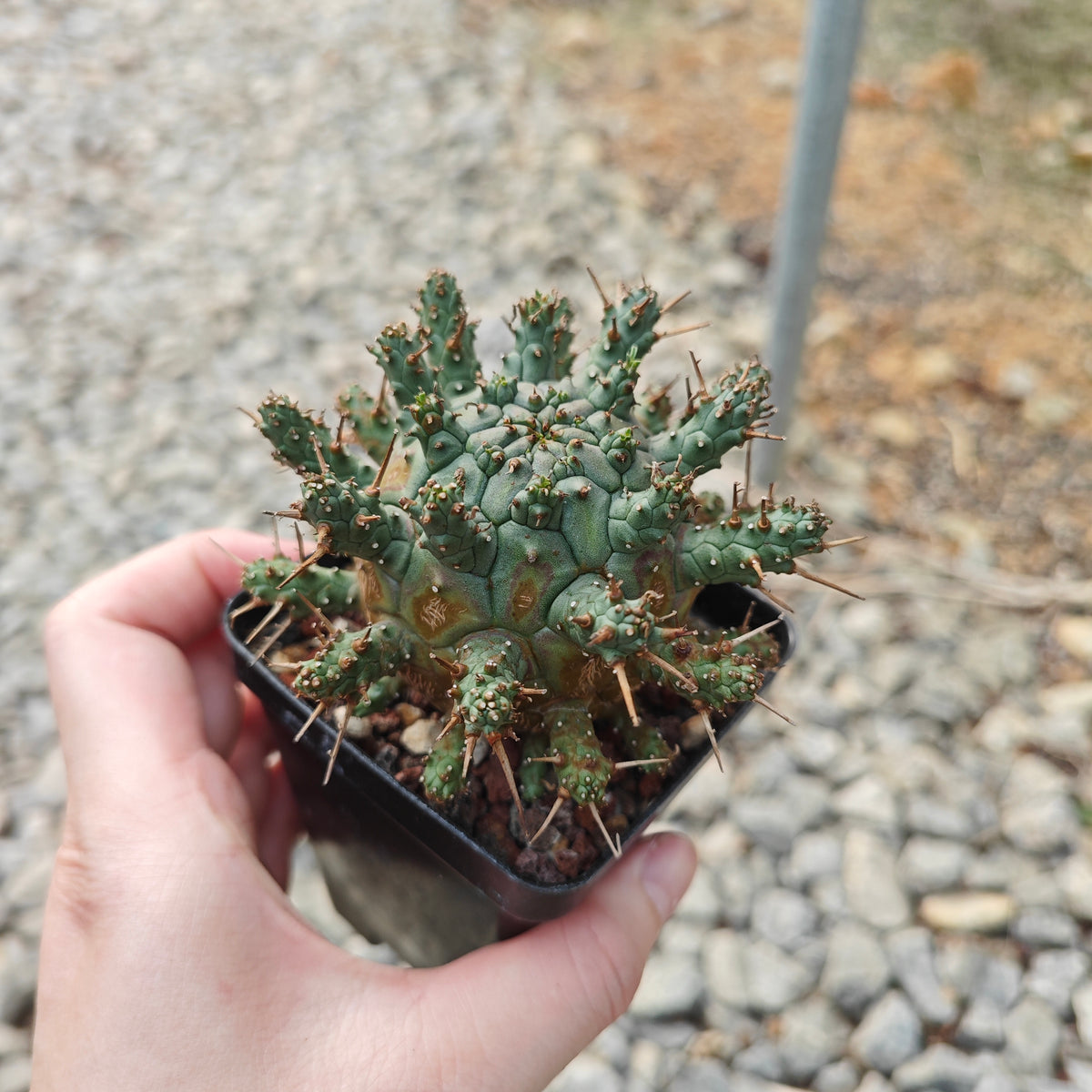 Euphorbia crassipes-Euphorbia-W6cm-image-6