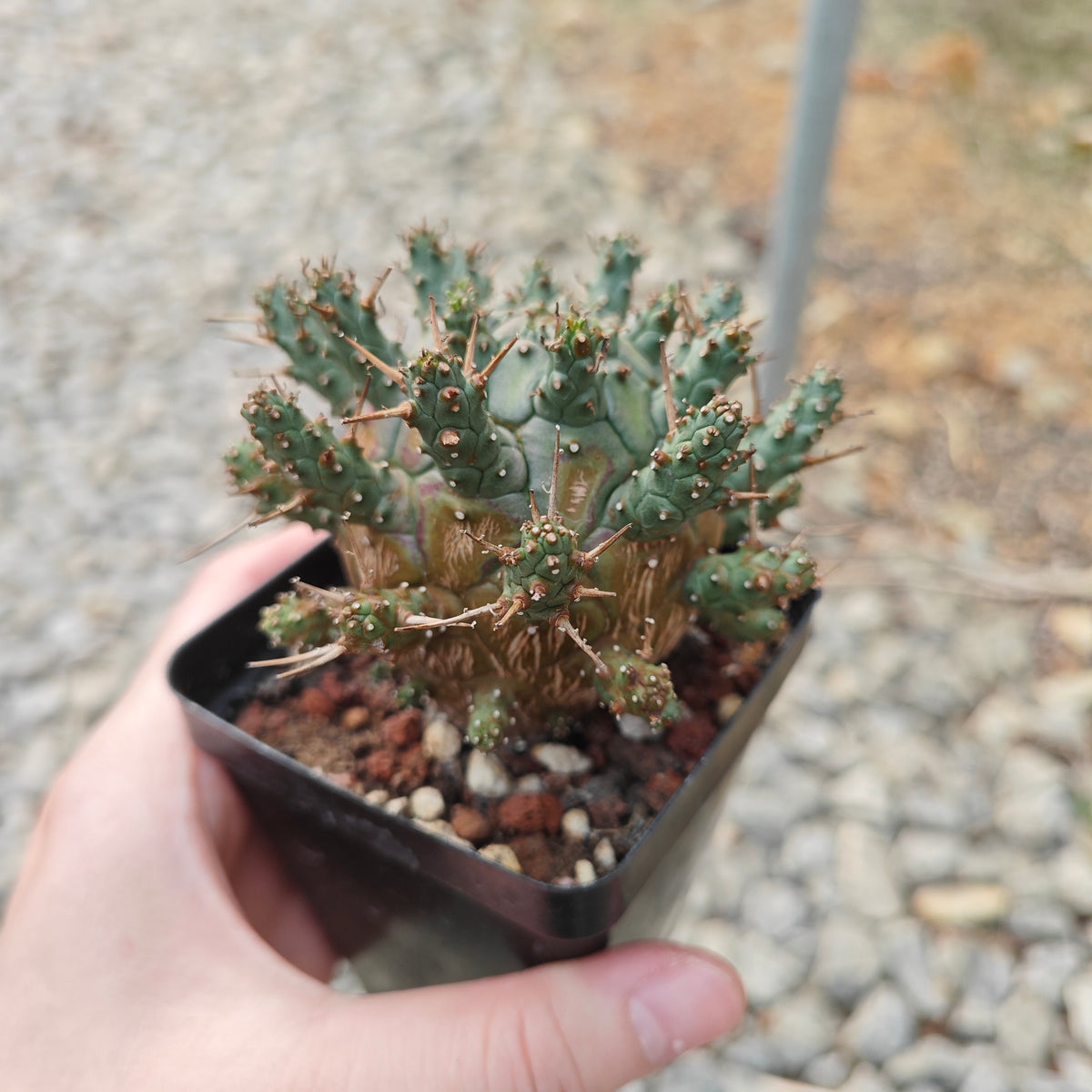 Euphorbia crassipes-Euphorbia-W6cm-image-7