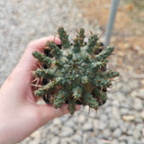 Euphorbia crassipes-Euphorbia-W6cm-image-2