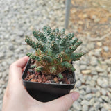 Euphorbia crassipes-Euphorbia-W6cm-image-4