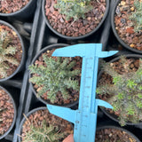 Euphorbia decepta - BotanicalCollector