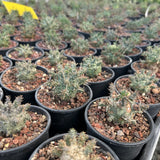 Euphorbia decepta - BotanicalCollector