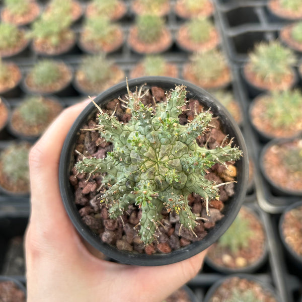 Euphorbia decepta - BotanicalCollector