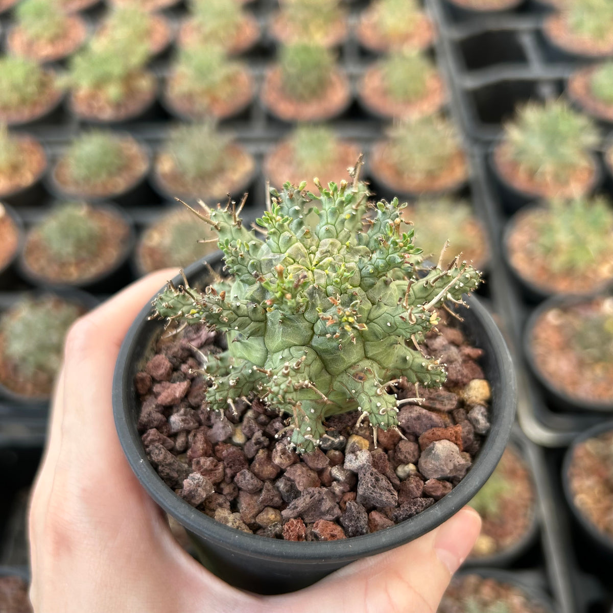 Euphorbia decepta - BotanicalCollector