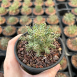 Euphorbia decepta - BotanicalCollector