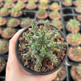 Euphorbia decepta - BotanicalCollector