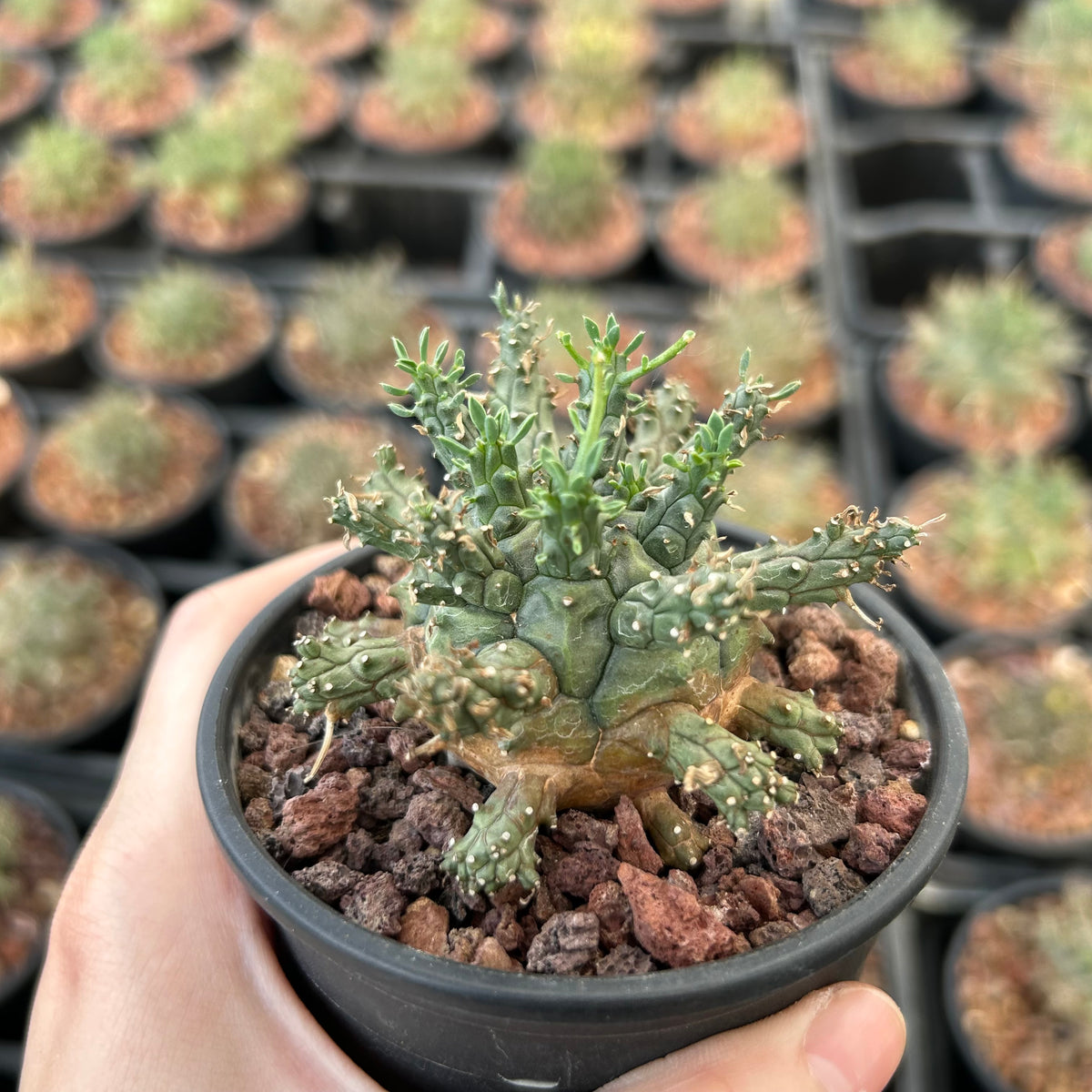 Euphorbia decepta - BotanicalCollector