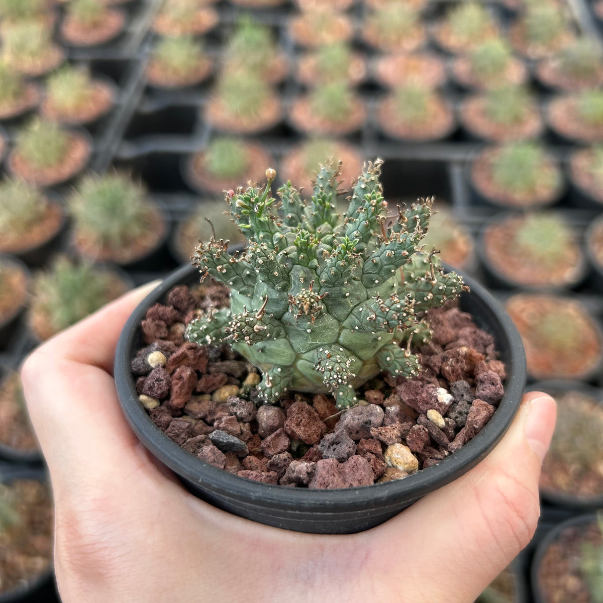 Euphorbia decepta - BotanicalCollector