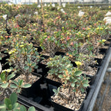 Euphorbia duranii-Euphorbia-H5cm-image-4