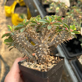 Euphorbia duranii-Euphorbia-H5cm-image-2