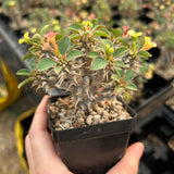 Euphorbia duranii-Euphorbia-H5cm-image-3