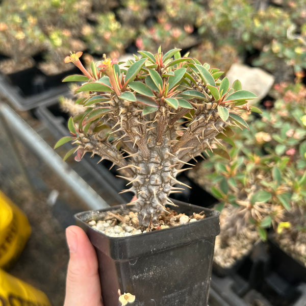Euphorbia duranii - BotanicalCollector
