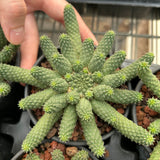 Euphorbia esculenta-Euphorbia-W8-10cm-image-2