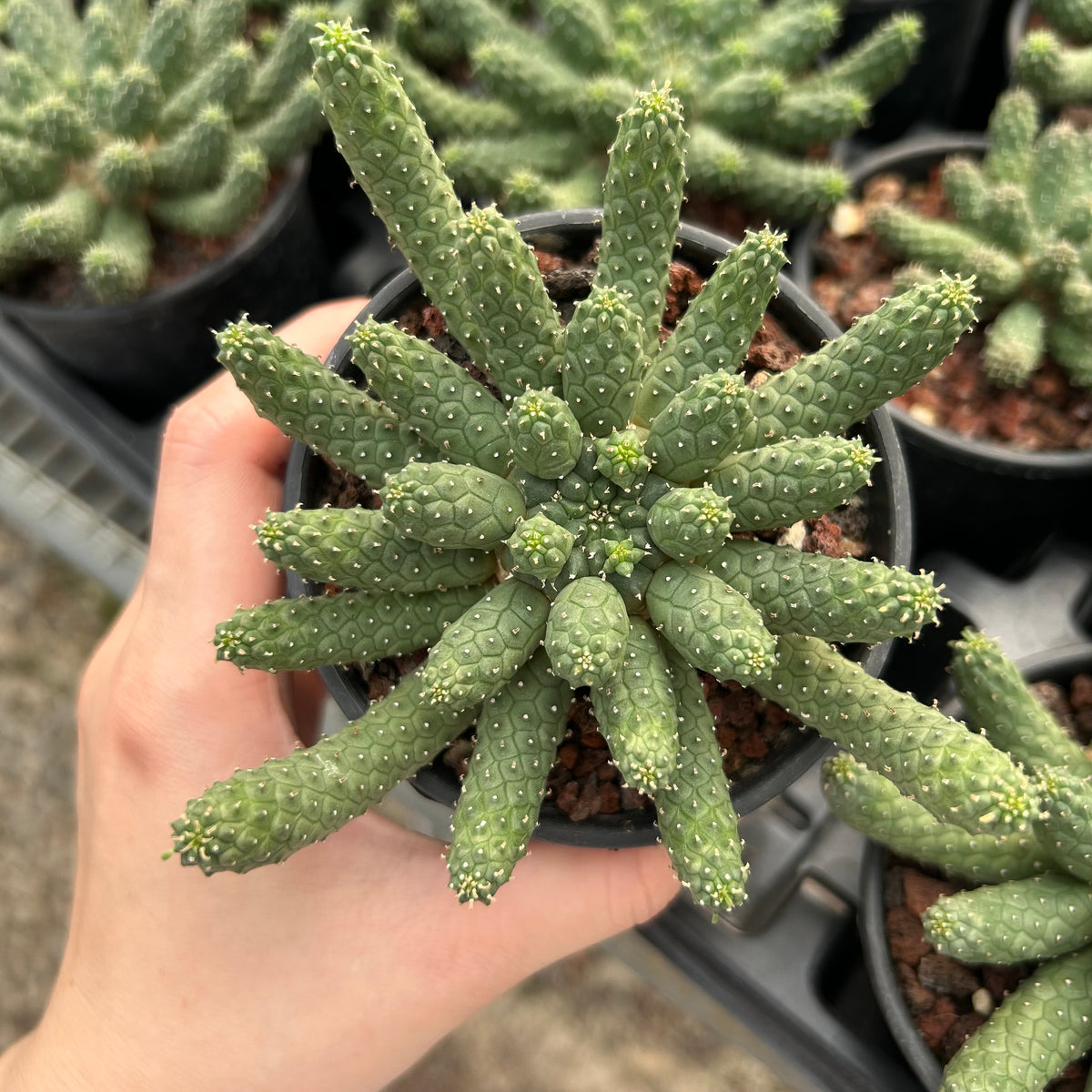 Euphorbia esculenta-Euphorbia-W8-10cm-image-1