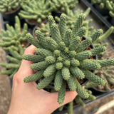 Euphorbia esculenta-Euphorbia-W8-10cm-image-3