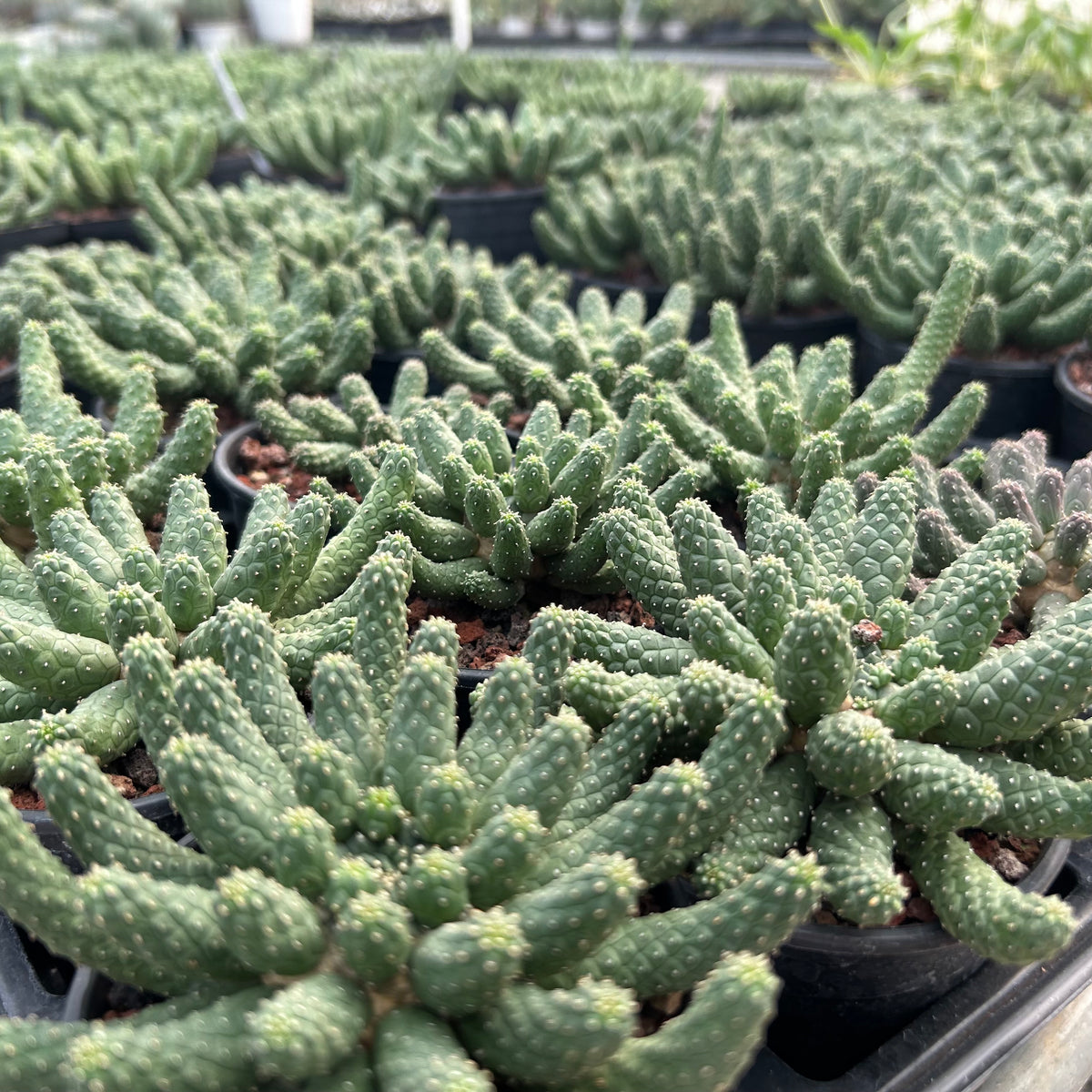 Euphorbia esculenta-Euphorbia-W8-10cm-image-4