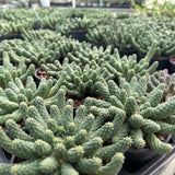 Euphorbia esculenta-Euphorbia-W8-10cm-image-4