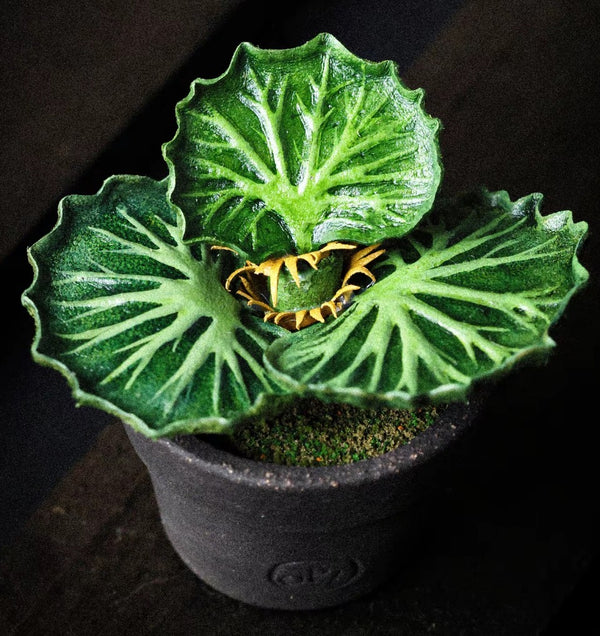 Euphorbia francoisii |Handmade leather | non-live plant - BotanicalCollector