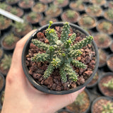 Euphorbia gamkensis-Euphorbia-W4-6cm-image-1