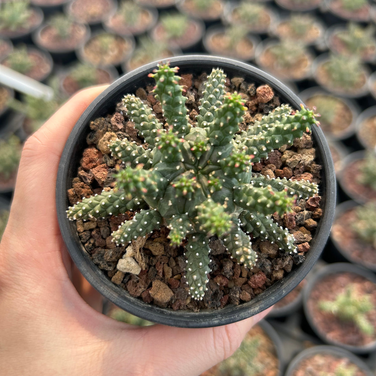 Euphorbia gamkensis-Euphorbia-W4-6cm-image-2