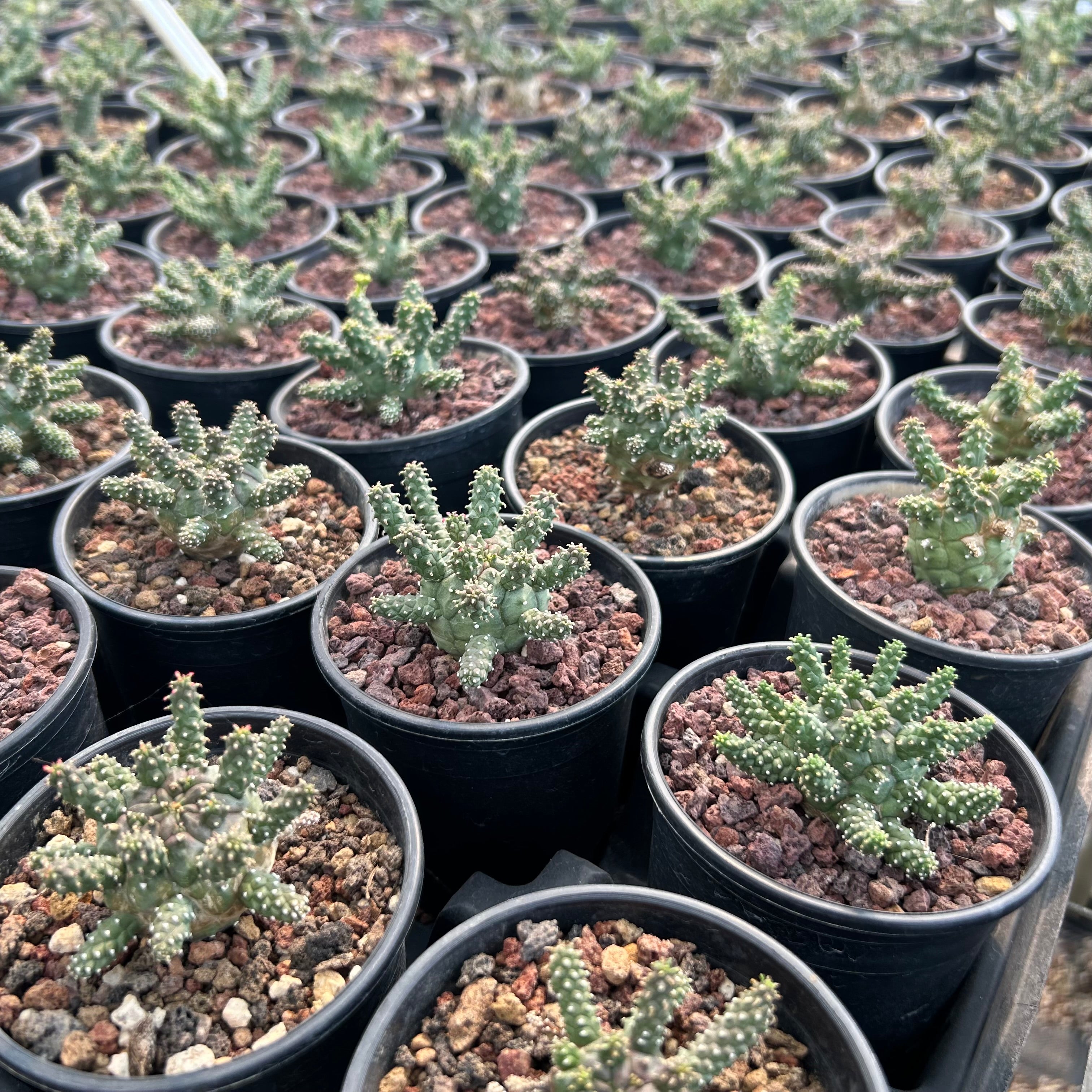 Euphorbia gamkensis E385【古株・良型】 ユーフォルビア ガムケンシス