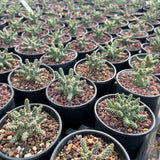 Euphorbia gamkensis-Euphorbia-W4-6cm-image-4