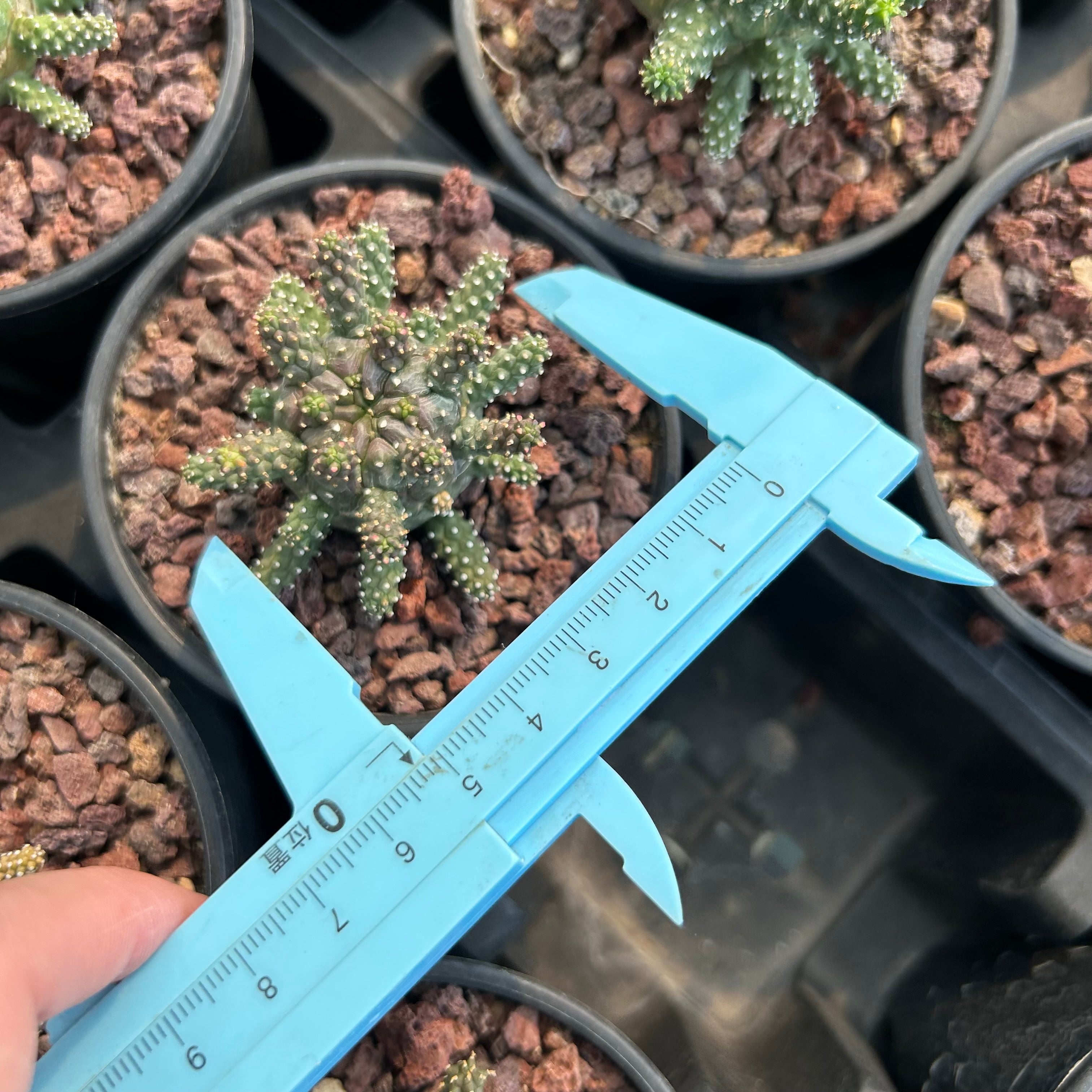 Euphorbia gamkensis E385【古株・良型】 ユーフォルビア ガムケンシス