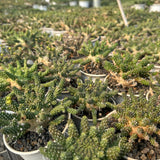 Euphorbia gamkensis Seeds — Euphorbia — 2026 seed listing — 1 Seed — image 2: plant specimen shown as a reference for this seed listing