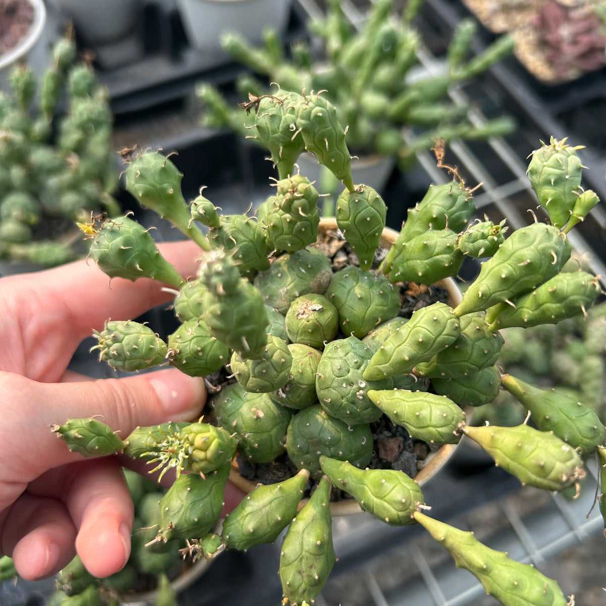 Euphorbia globosa-Euphorbia-W4-6cm-image-2