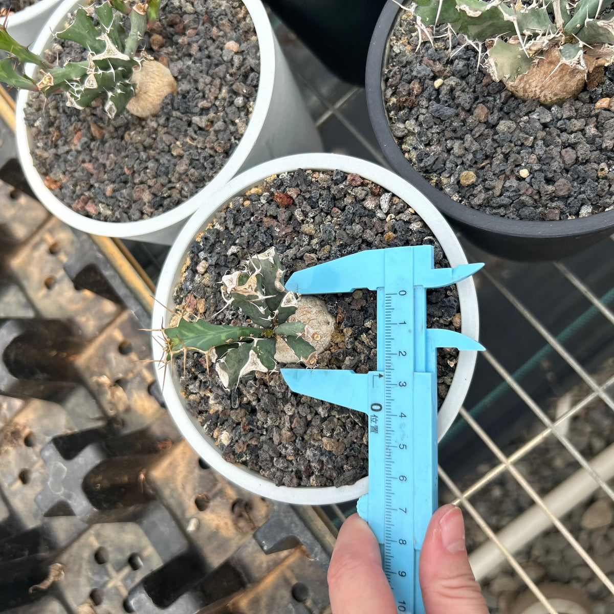 Euphorbia grandicornis-Euphorbia-H4-6cm-image-5