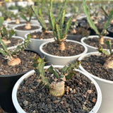 Euphorbia grandicornis-Euphorbia-H4-6cm-image-4