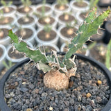 Euphorbia grandicornis-Euphorbia-H4-6cm-image-2