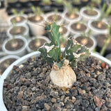 Euphorbia grandicornis-Euphorbia-H4-6cm-image-3
