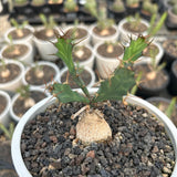 Euphorbia grandicornis-Euphorbia-H4-6cm-image-1