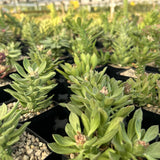 Euphorbia guentheri / Monadenium guentheri - BotanicalCollector