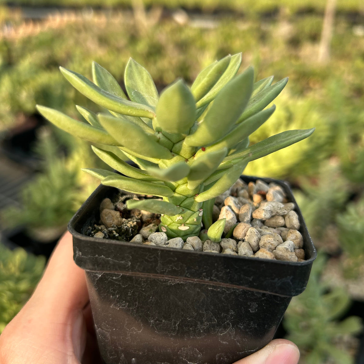Euphorbia guentheri / Monadenium guentheri - BotanicalCollector