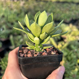 Euphorbia guentheri / Monadenium guentheri - BotanicalCollector