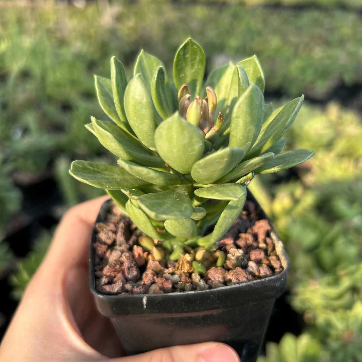 Euphorbia guentheri / Monadenium guentheri - BotanicalCollector