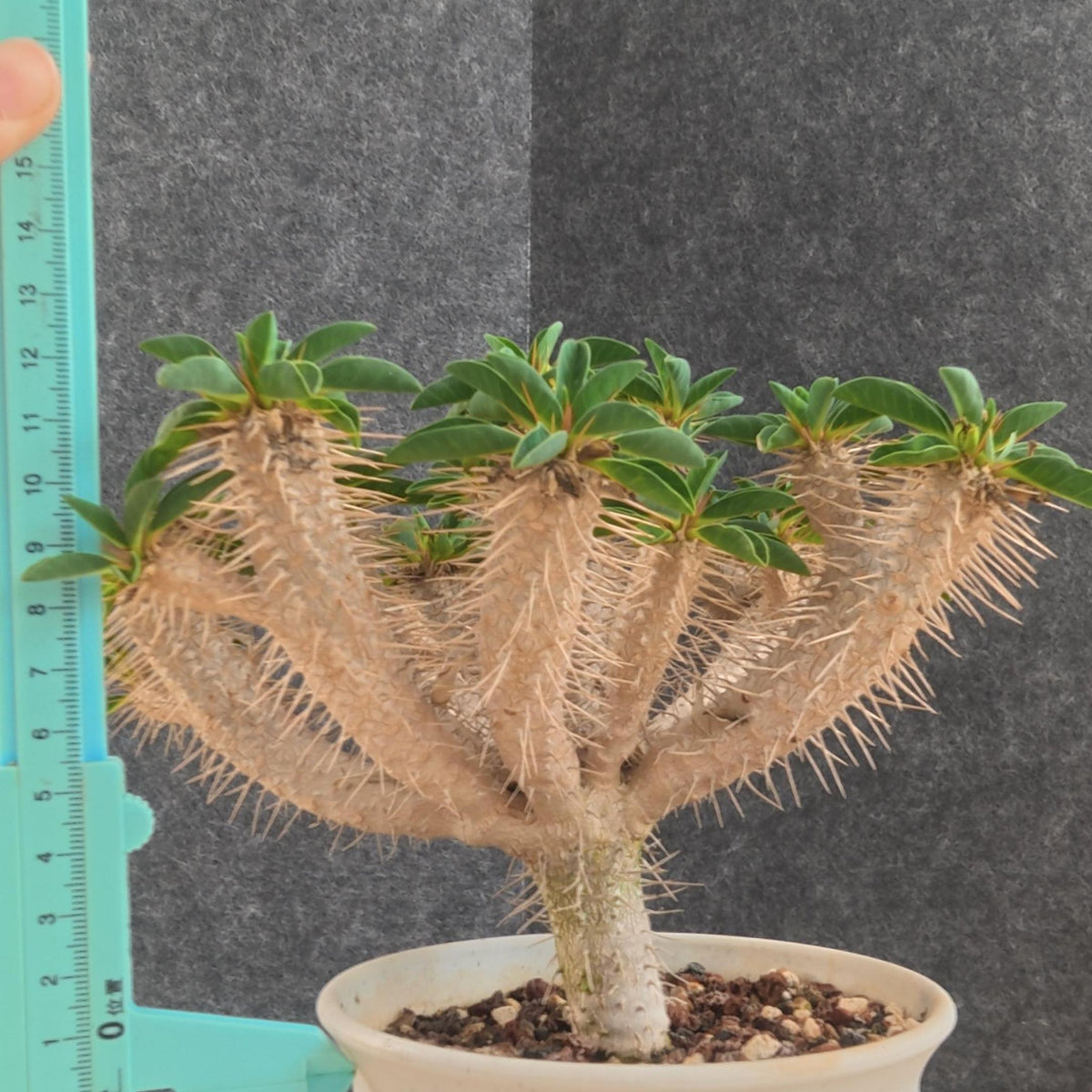 Euphorbia guillauminiana 27 - BotanicalCollector