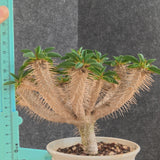 Euphorbia guillauminiana 27 - BotanicalCollector