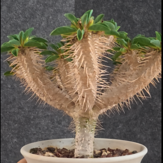 Euphorbia guillauminiana 27 - BotanicalCollector