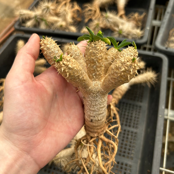 Euphorbia guillauminiana | Cutting | W5-6CM