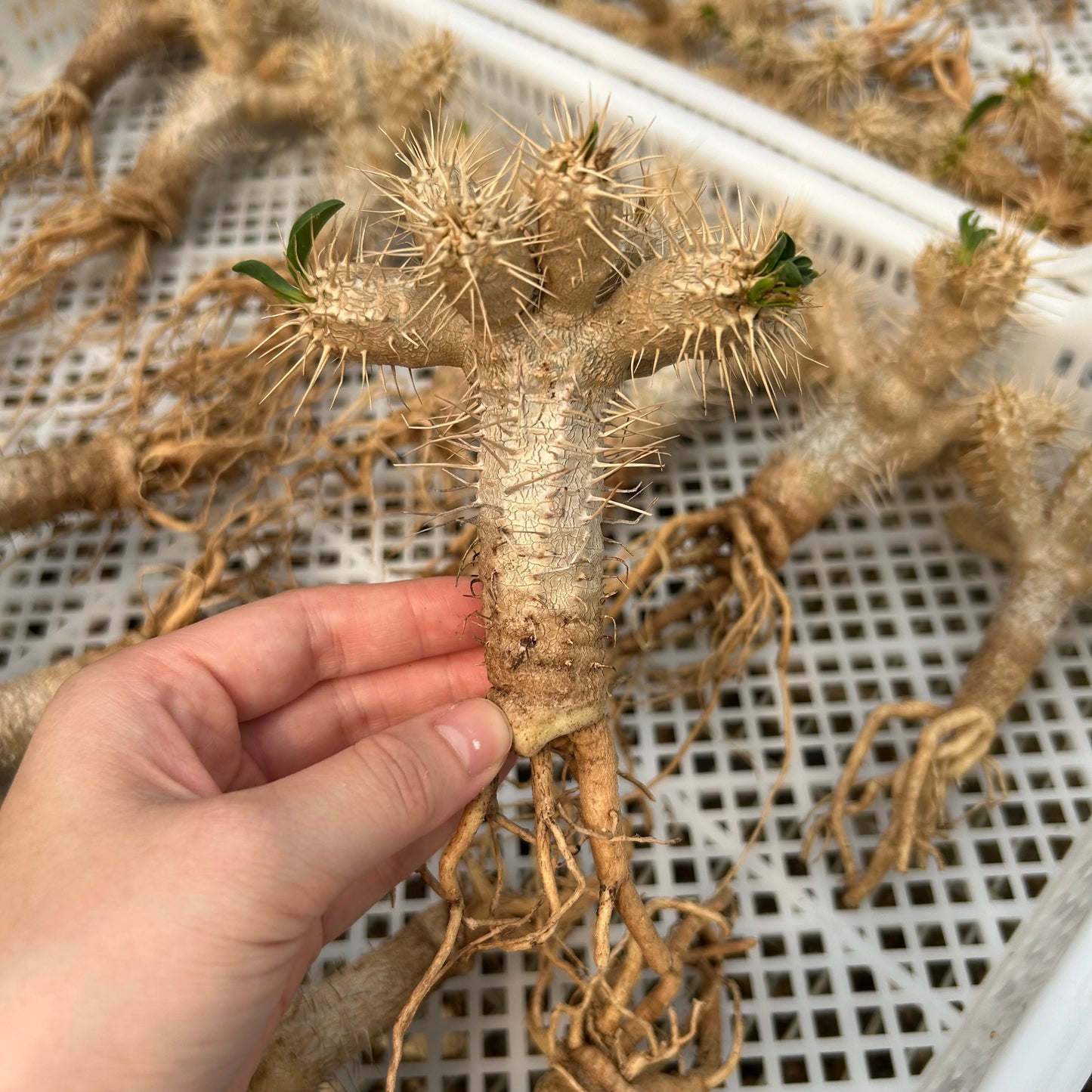 Euphorbia guillauminiana | Cutting | W5-6CM