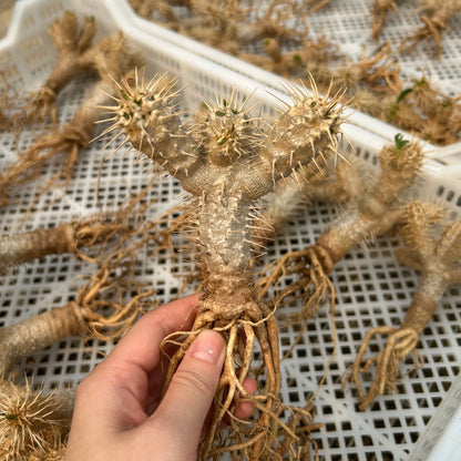 Euphorbia guillauminiana | Cutting | W5-6CM