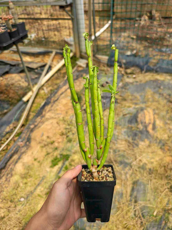 Euphorbia heterodoxa