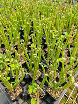Euphorbia heterodoxa-Euphorbia-H8-10cm-image-4