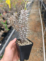 Euphorbia horombensis-Euphorbia-H10cm-image-2